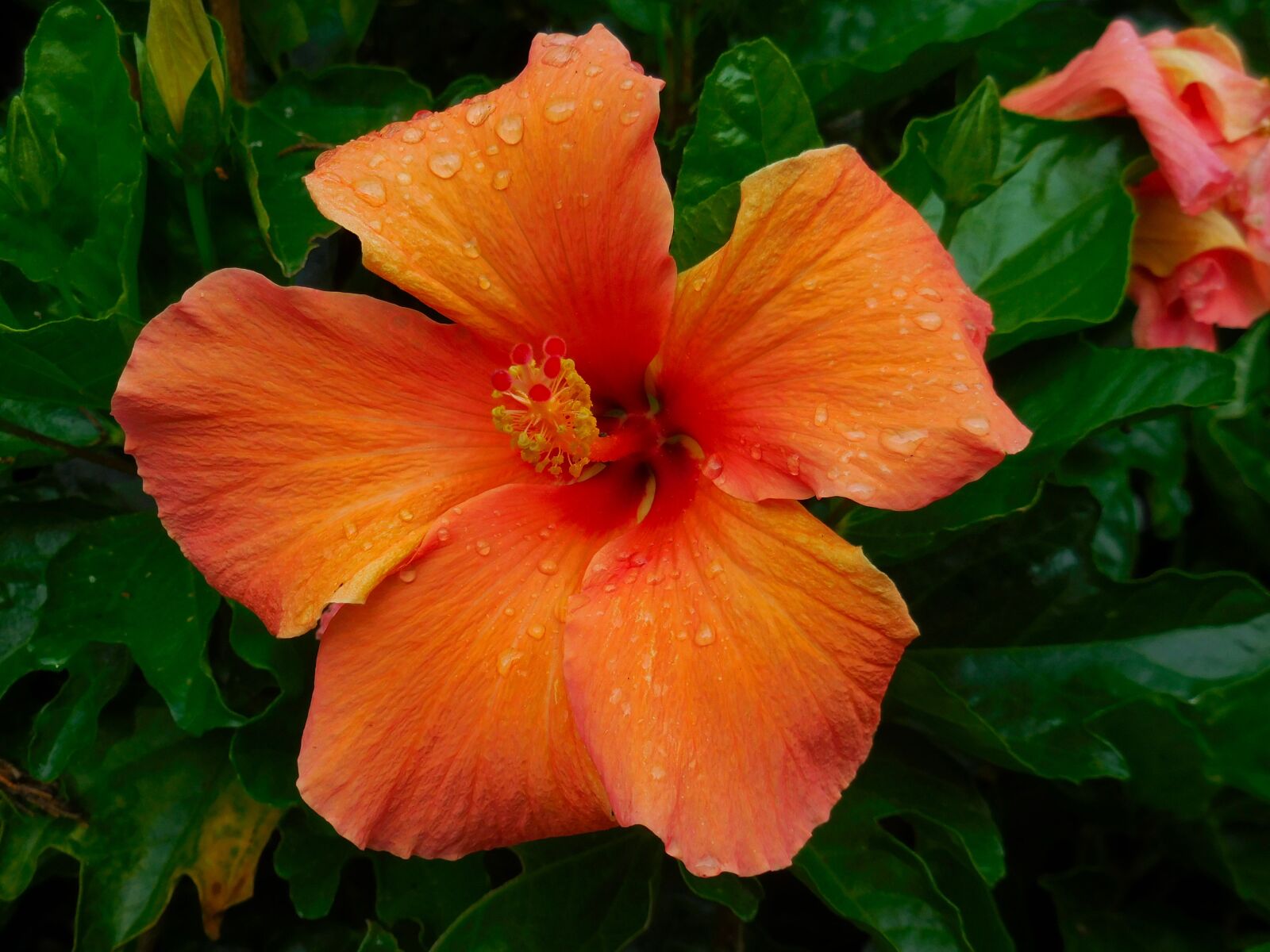 Nikon Coolpix S6900 sample photo. Hibiscus, orange, nature photography
