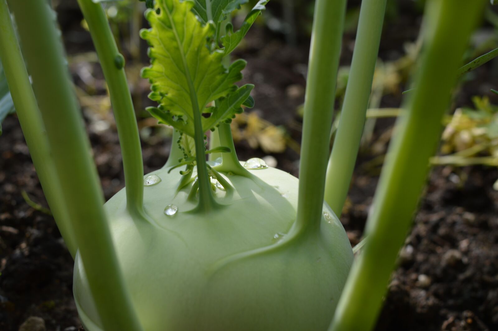 Nikon D3200 sample photo. Vegetables, kohlrabi, vitamins photography