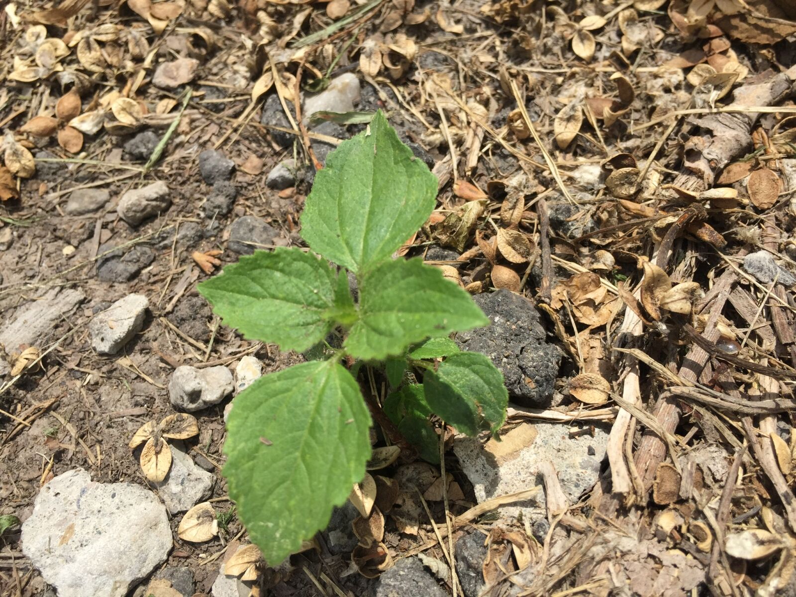 iPhone 6 back camera 4.15mm f/2.2 sample photo