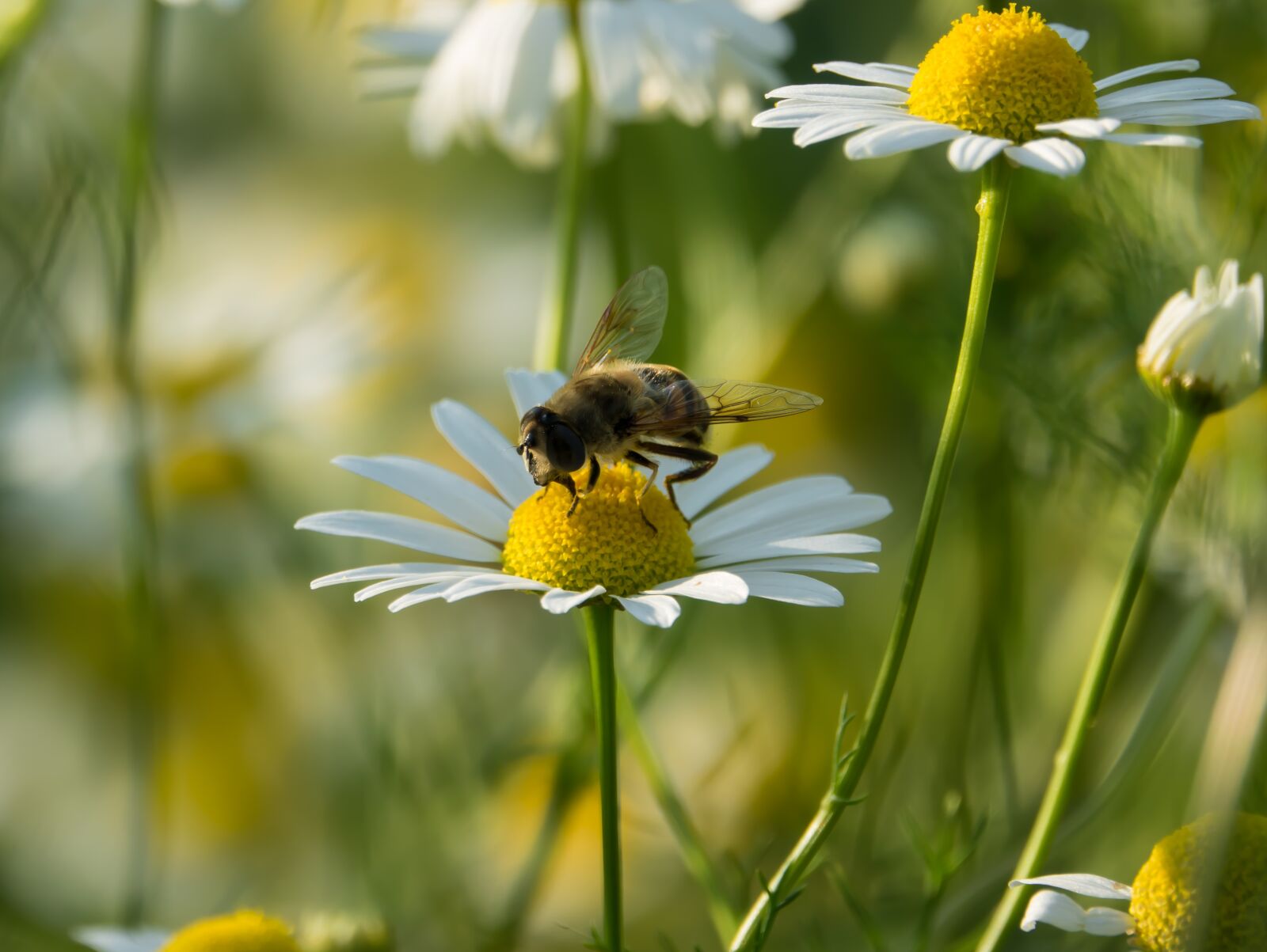 Sony Cyber-shot DSC-RX10 III sample photo. Standing fly, schwirrfliege, chamomile photography