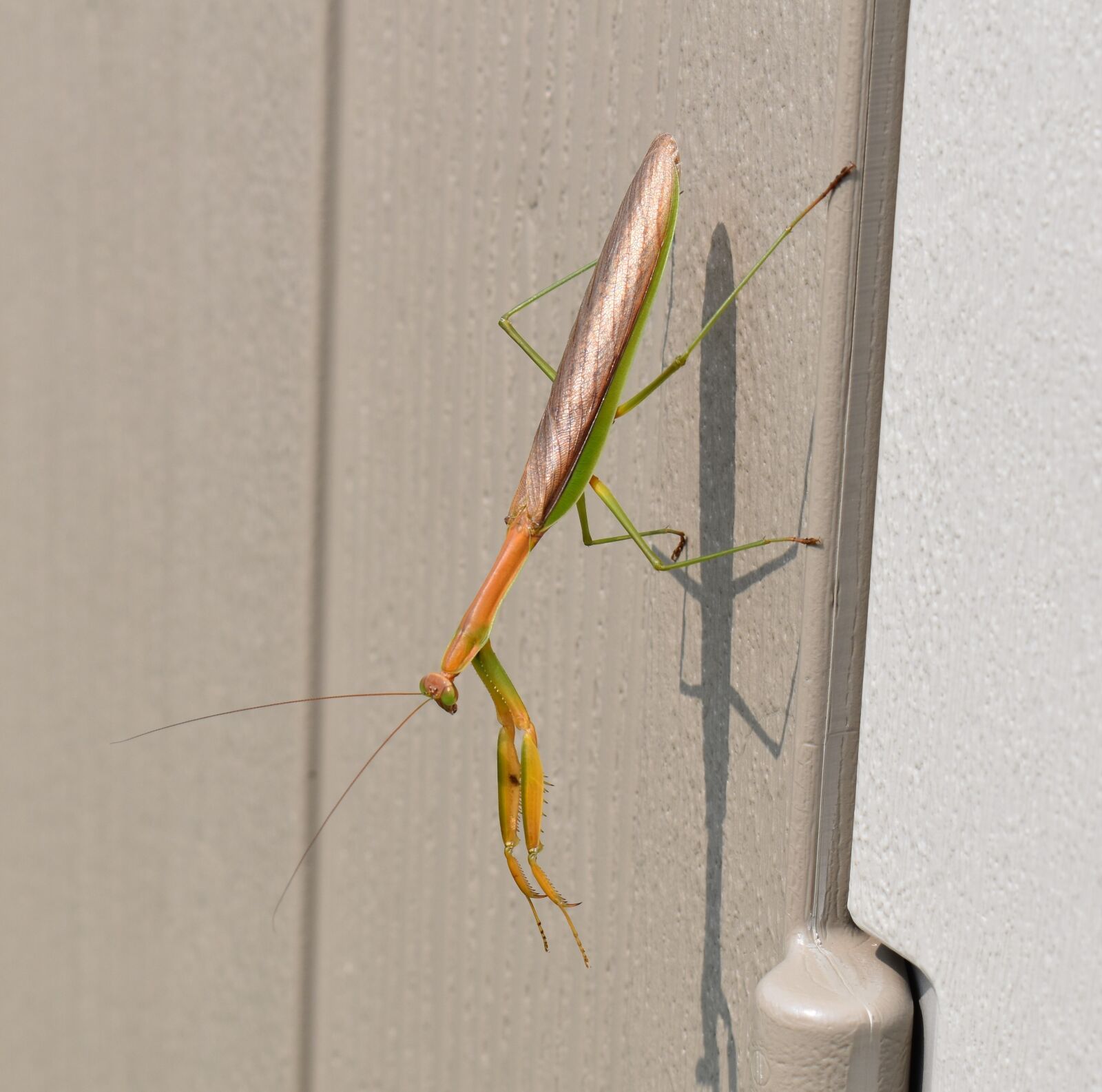 Nikon D5500 sample photo. Praying mantis, insect, nature photography