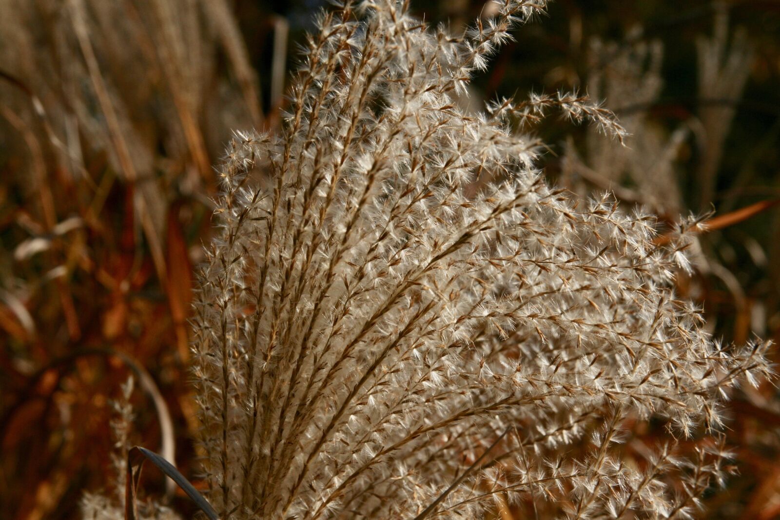 Canon EOS 400D (EOS Digital Rebel XTi / EOS Kiss Digital X) sample photo. Autumn, dried flowers, grasses photography