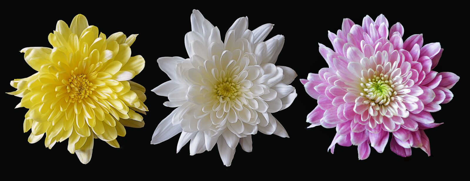 Nikon D5100 sample photo. Chrysanthemum, mixed, flower photography