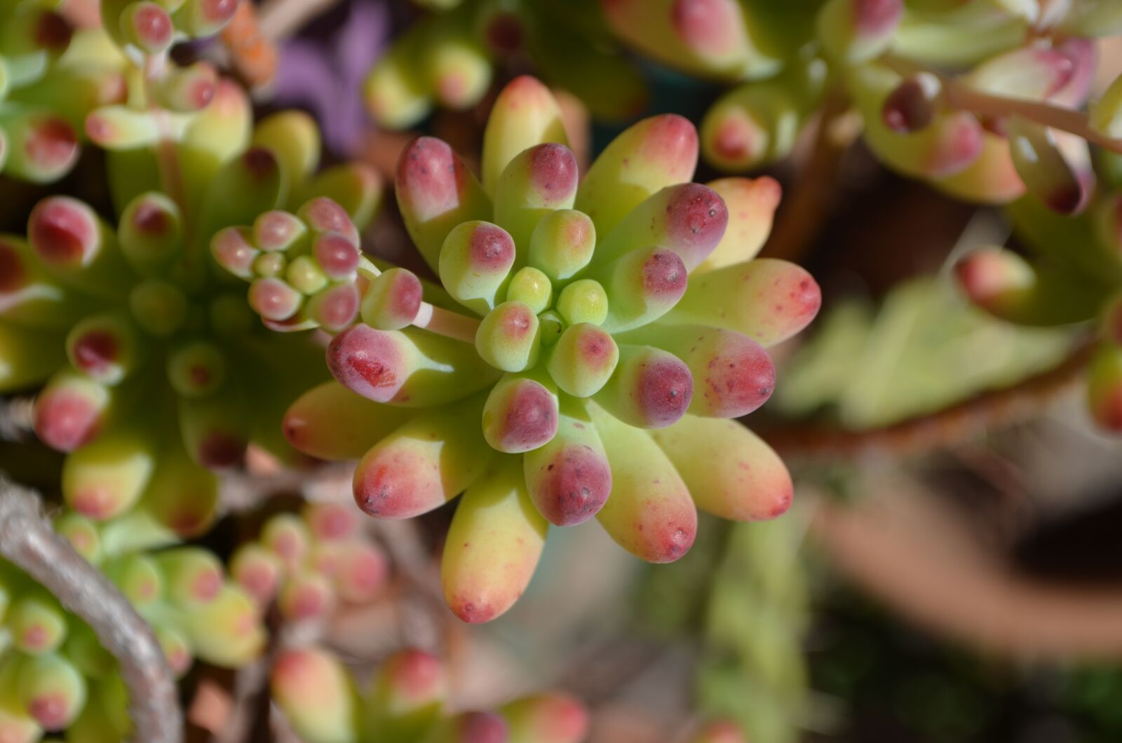 Nikon D5100 sample photo. Succulent, rosa, green photography