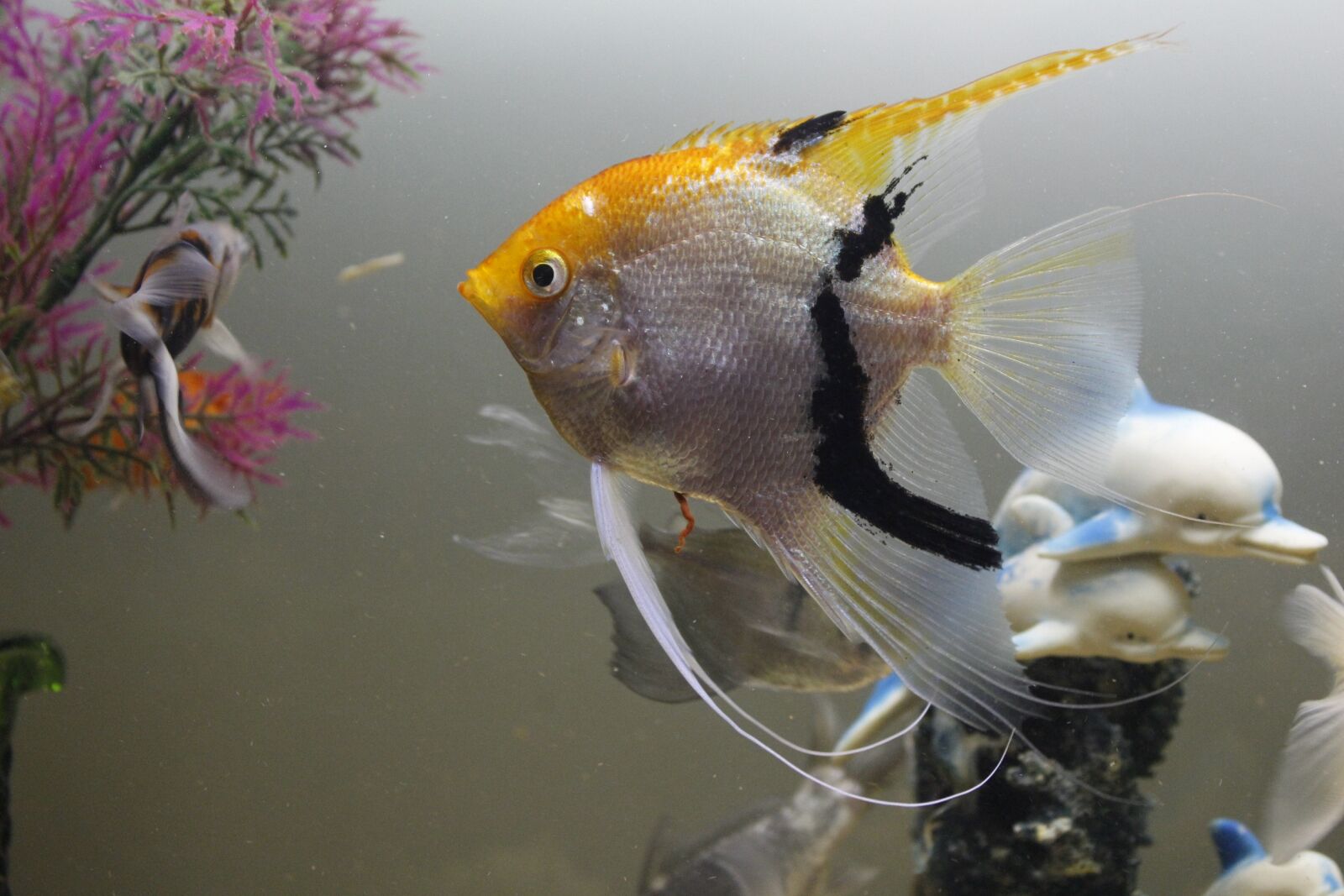 Canon EOS 700D (EOS Rebel T5i / EOS Kiss X7i) sample photo. Pes, water, fish photography