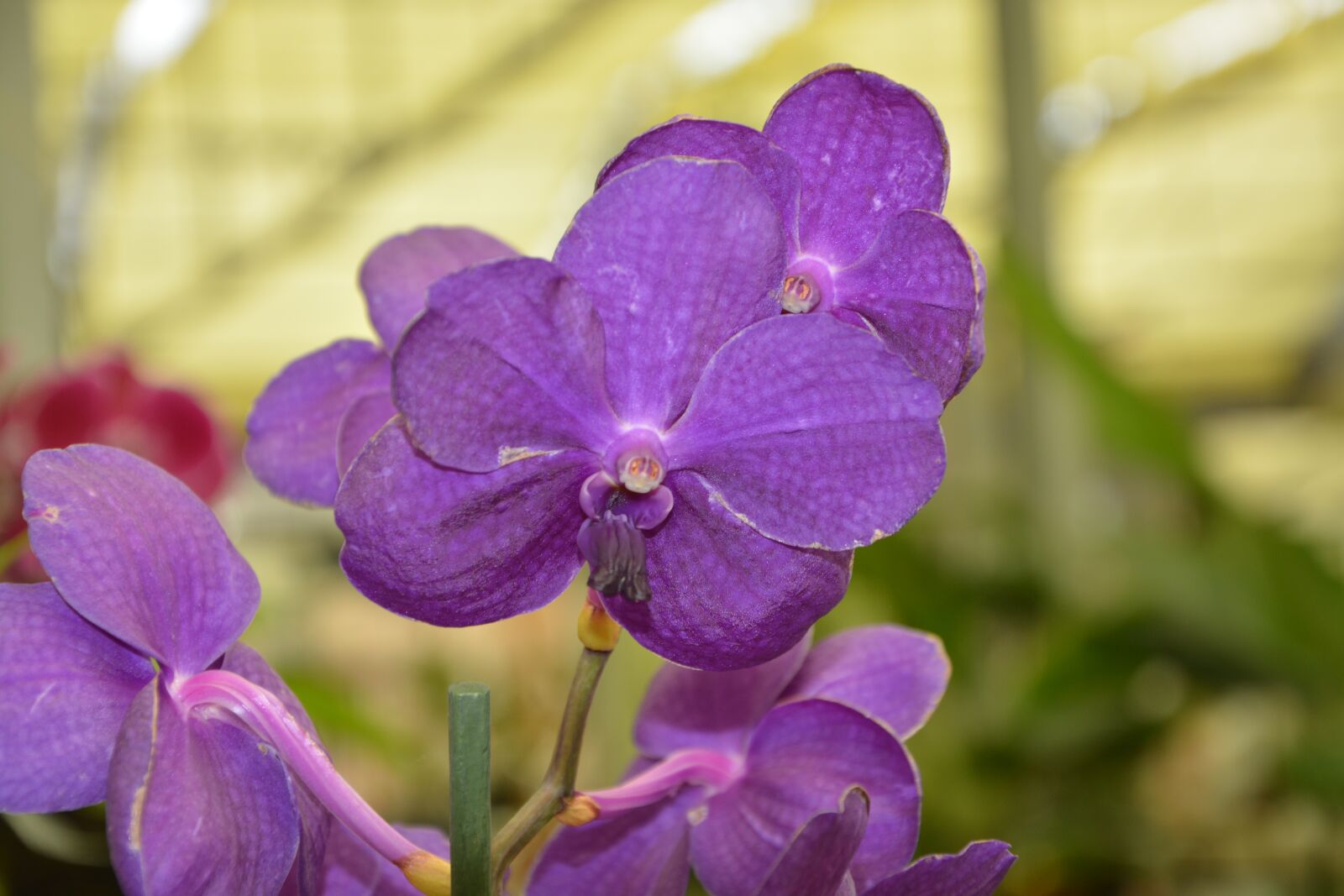Nikon D5200 sample photo. Orchid purple color, decoration photography