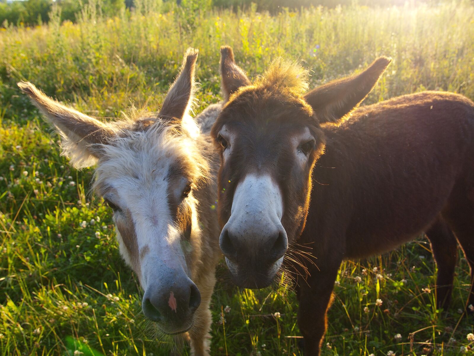 Olympus E-520 (EVOLT E-520) sample photo. Donkey, animal, mammal photography