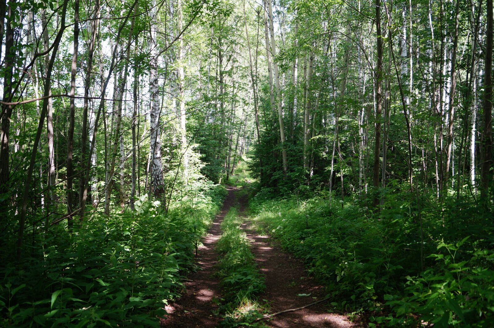 Sony SLT-A57 sample photo. Forest, silence, nature photography