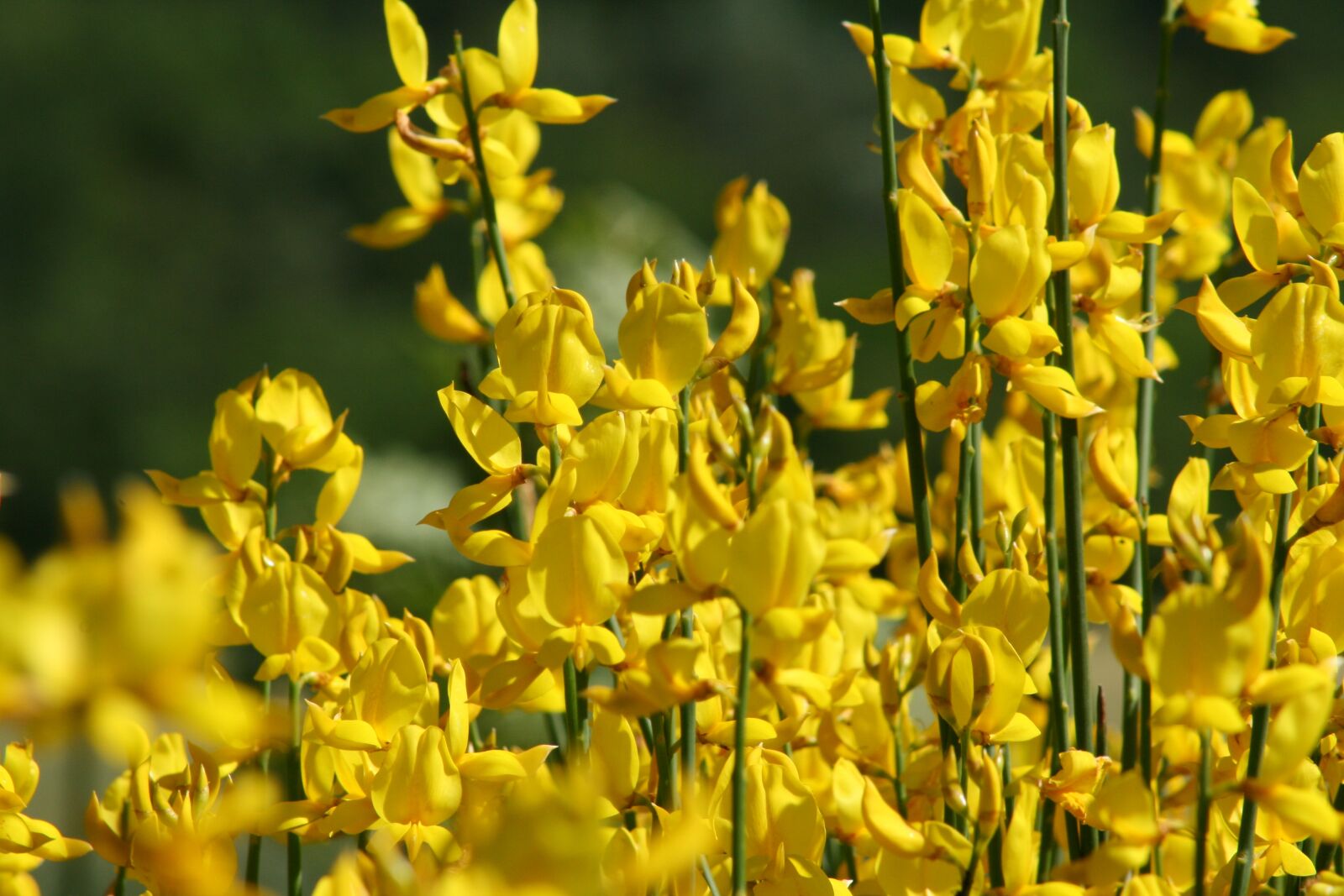 Canon EOS 400D (EOS Digital Rebel XTi / EOS Kiss Digital X) sample photo. Broom, yellow, blossom photography