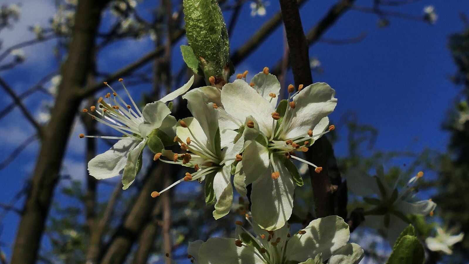 Panasonic Lumix DMC-FZ1000 sample photo. Plum, plum flower, spring photography