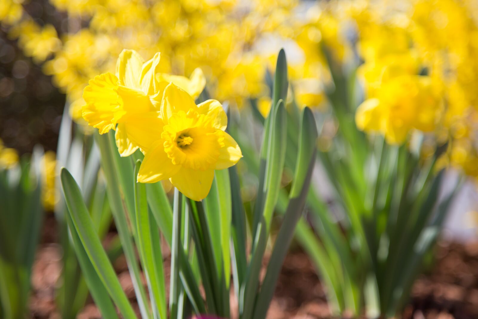 Canon EOS 6D sample photo. Daffodils, flower, nature photography