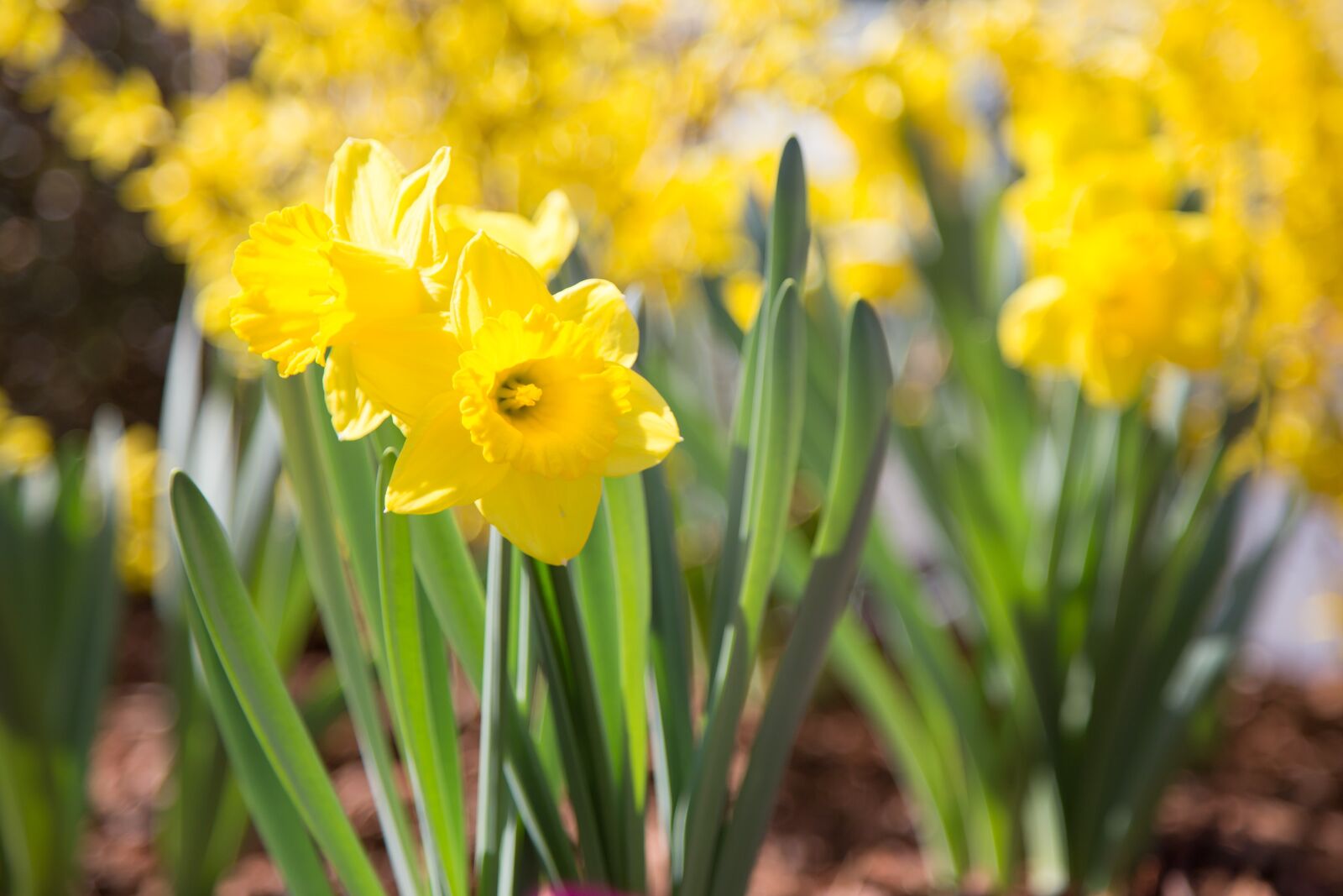 Canon EOS 6D + Canon EF 24-105mm F4L IS USM sample photo. Daffodils, flower, nature photography