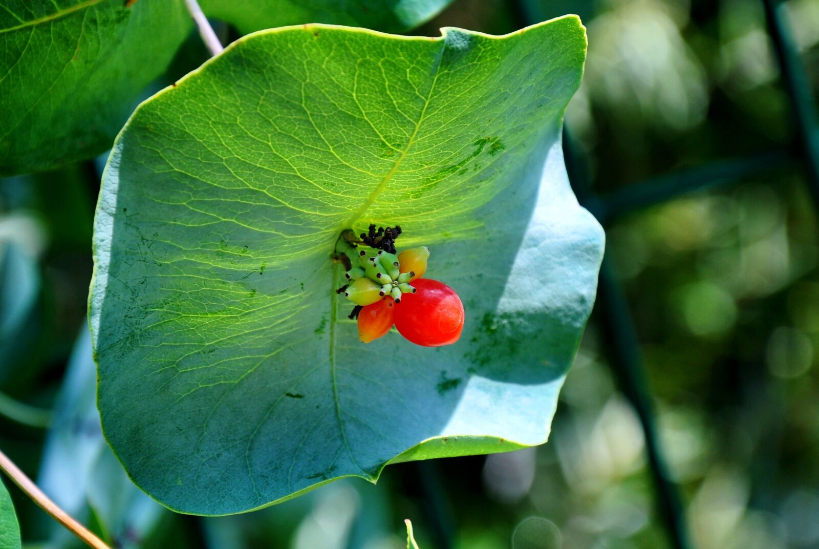 Nikon D90 sample photo. Nature, flower, summer photography
