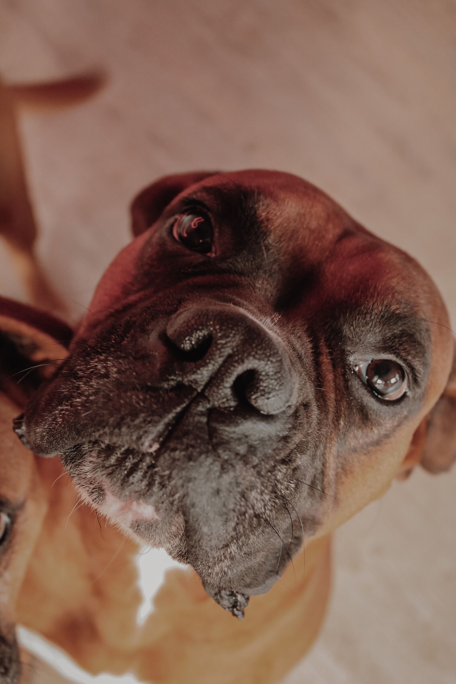 Canon EOS 1100D (EOS Rebel T3 / EOS Kiss X50) sample photo. Boxer, dog, animal photography
