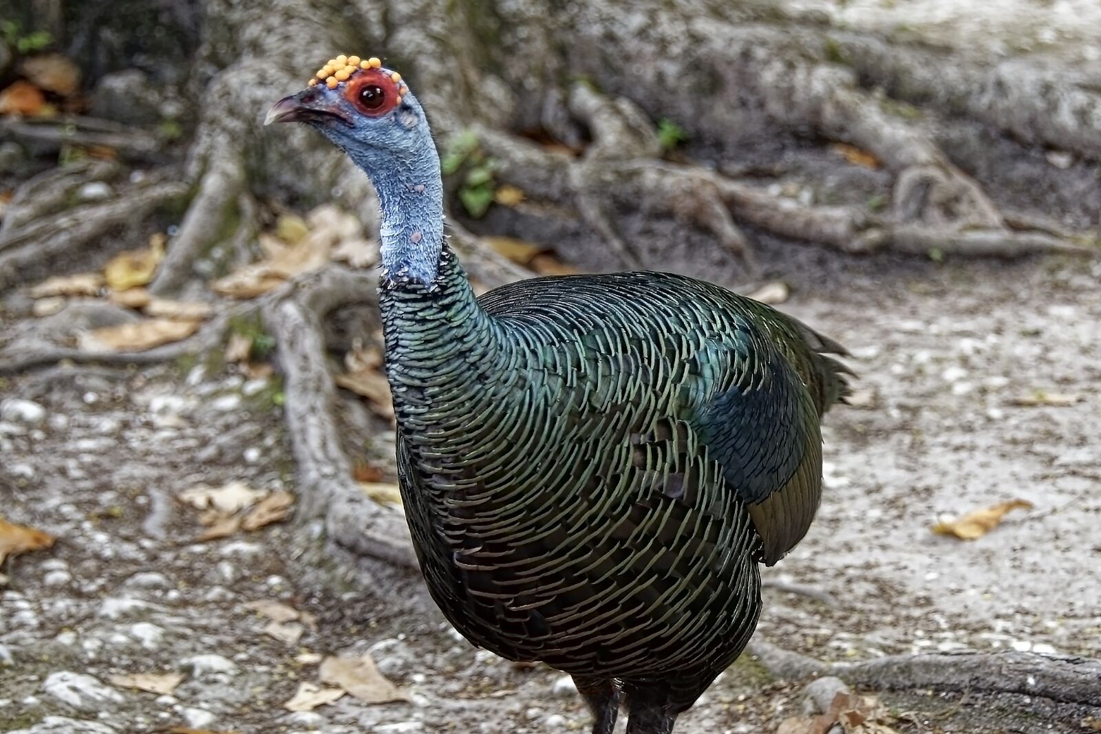 Nikon D7000 sample photo. Bird, plumage, colorful photography