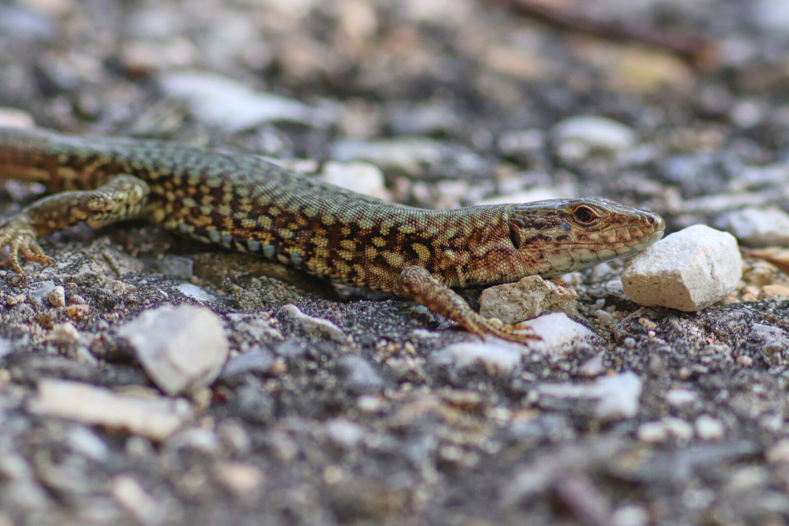 Canon EF 300mm F4L IS USM sample photo. Lizard, reptile, animal world photography