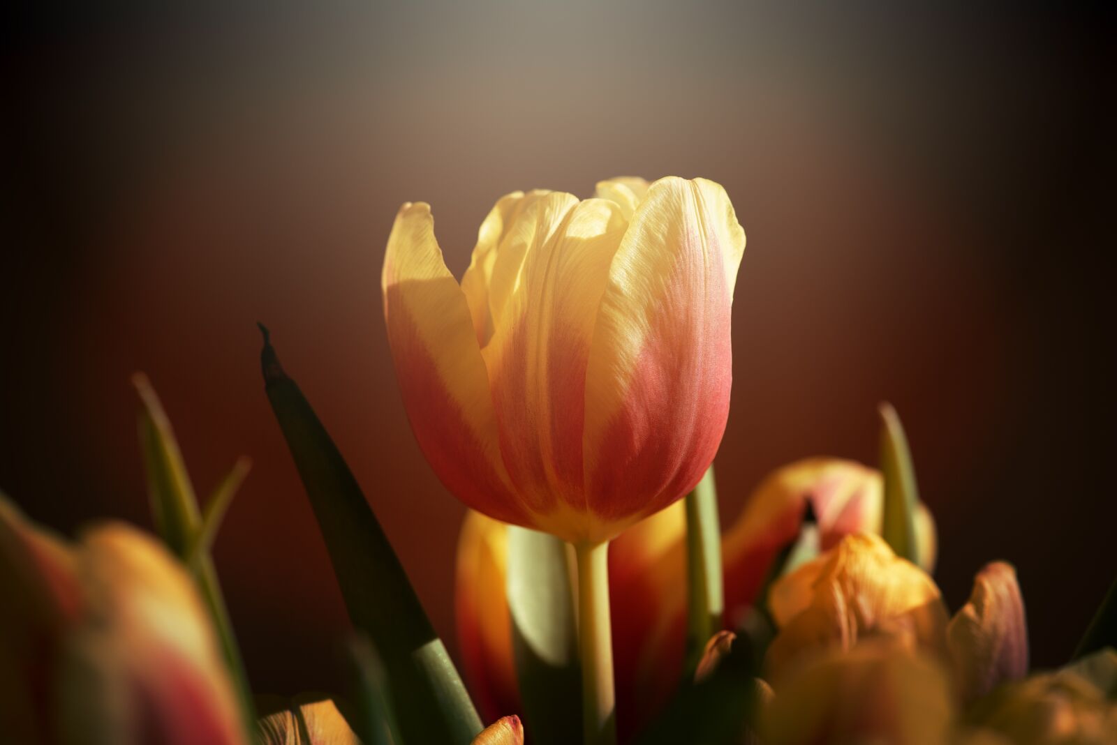 Nikon D750 sample photo. Tulips, flowers, yellow photography