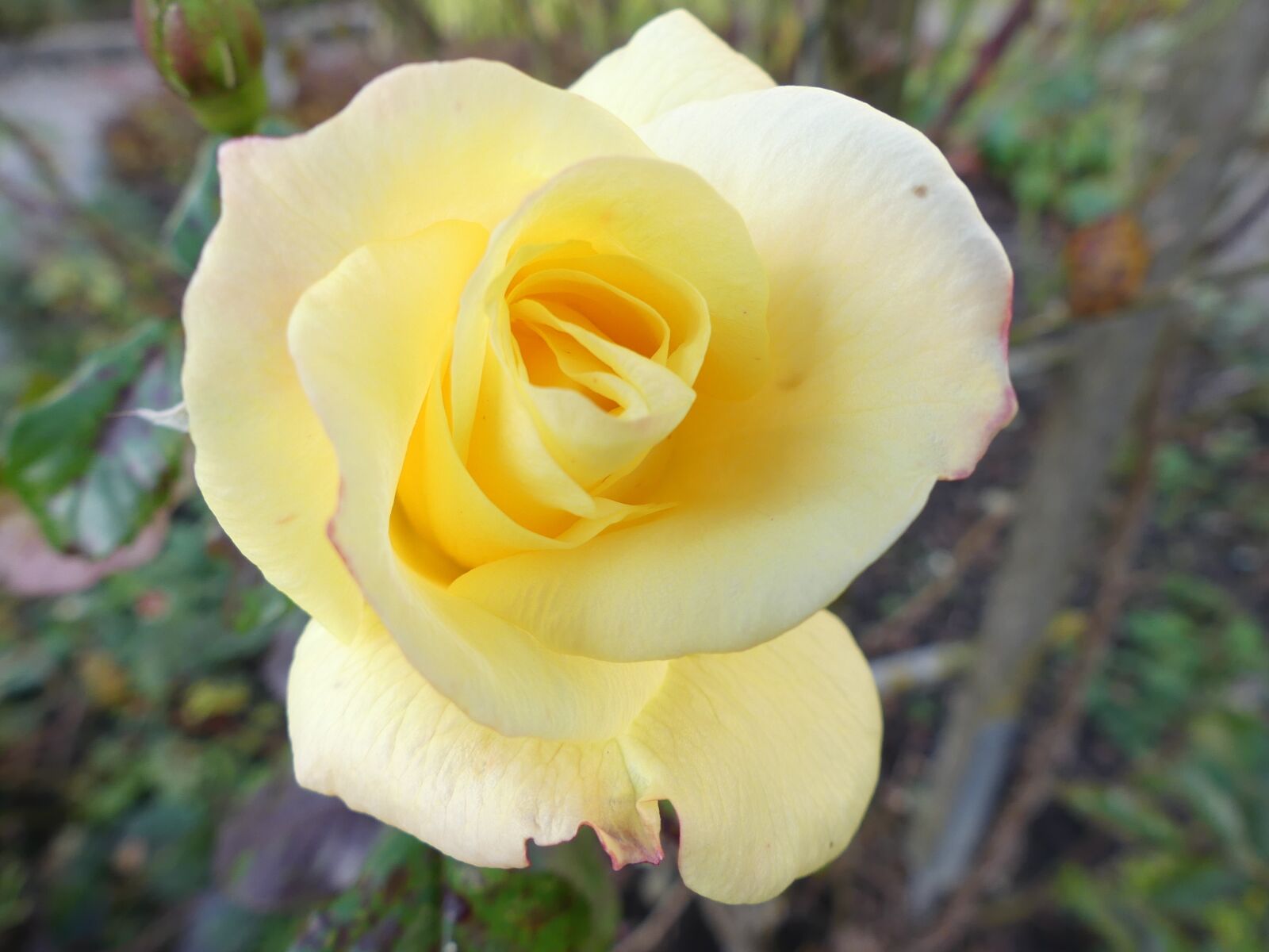 Panasonic Lumix DMC-FZ300 sample photo. Rose, yellow rose, autumn photography