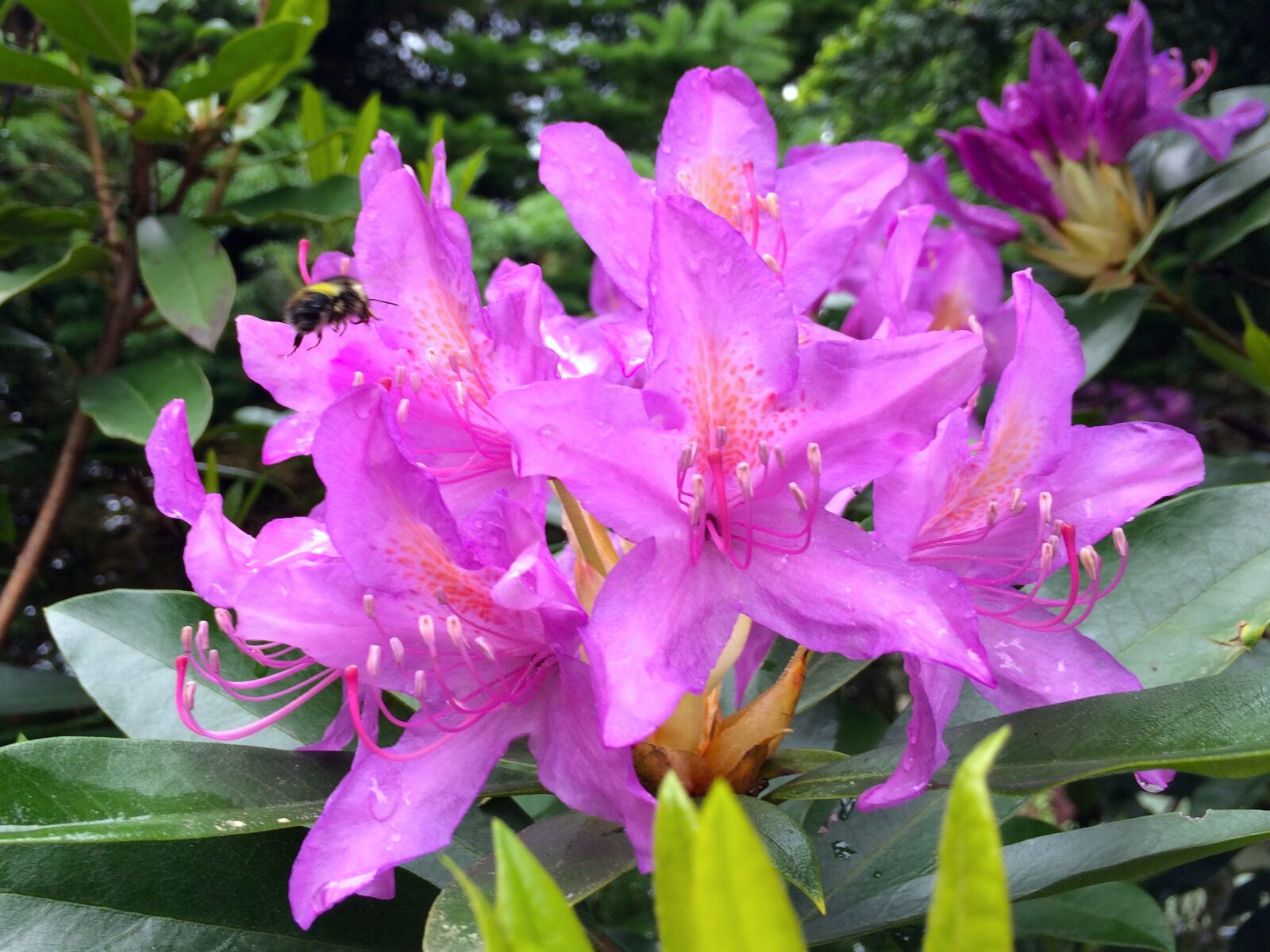 iPhone 5s back camera 4.15mm f/2.2 sample photo. Flower, rain, fresh photography