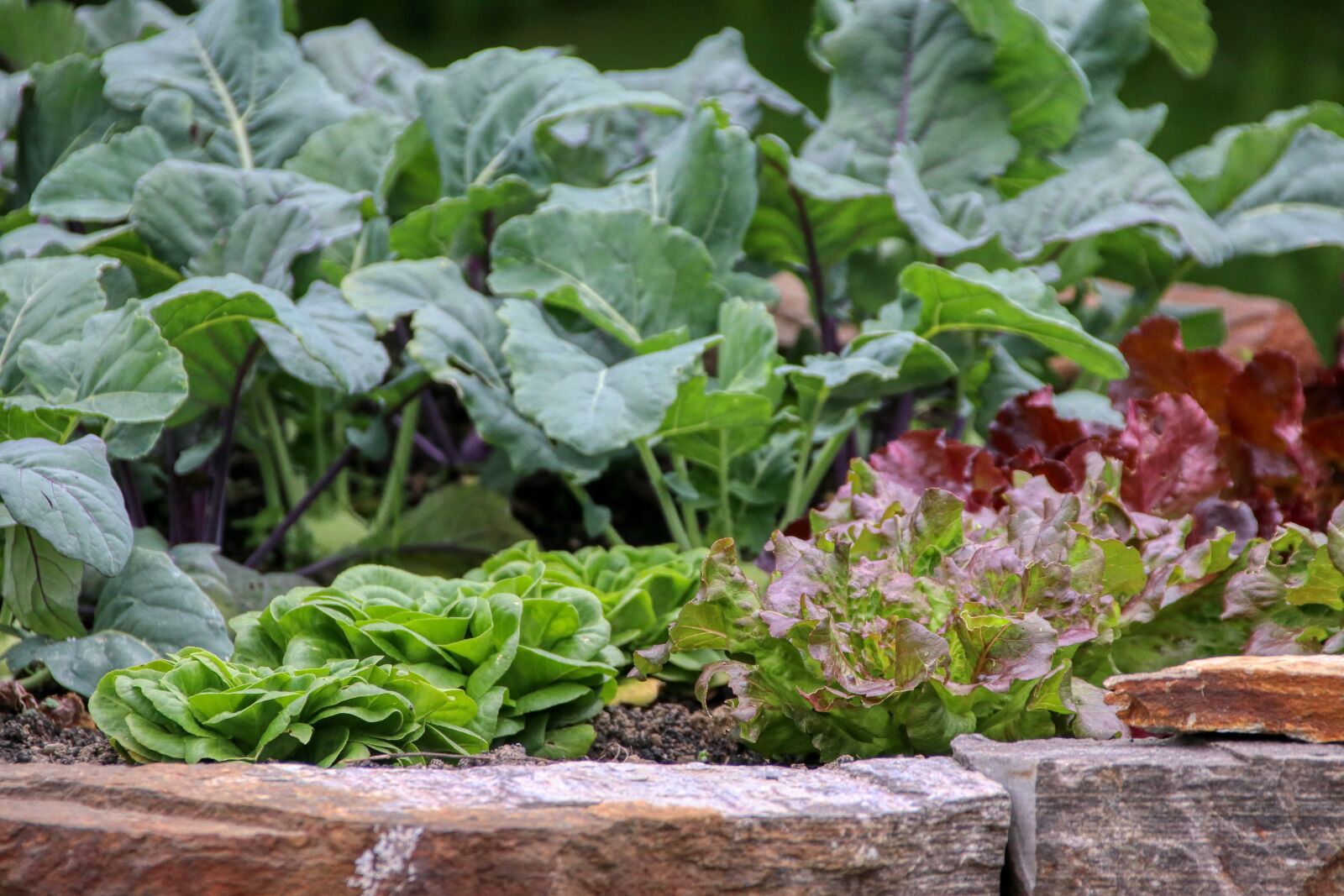 Canon EOS 80D sample photo. Salad, garden, vegetables photography