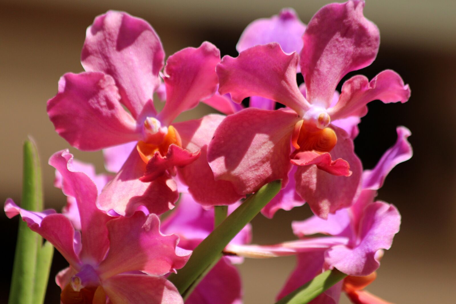 Canon EOS 650D (EOS Rebel T4i / EOS Kiss X6i) sample photo. Orchid, flowers, plant photography