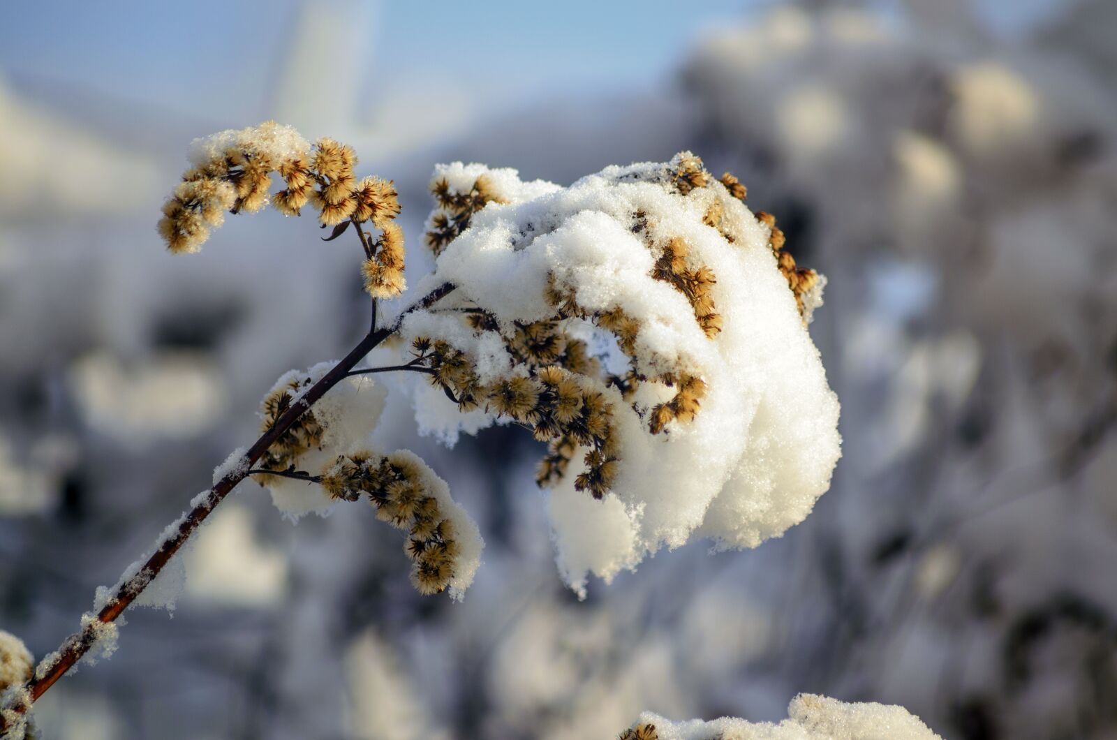 Nikon D5100 sample photo. Winter, cold, snowy photography