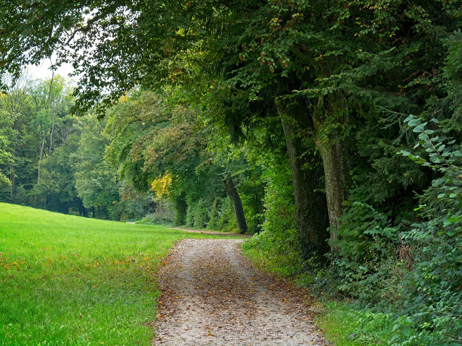 Nikon D7100 sample photo. Autumn, away, nature photography