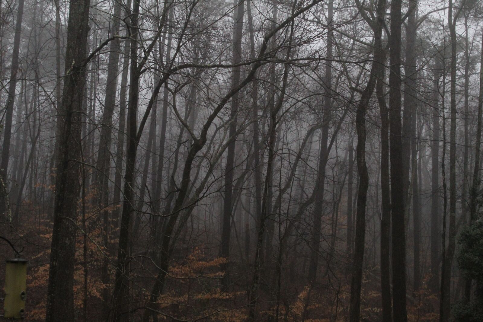 Canon EOS 1300D (EOS Rebel T6 / EOS Kiss X80) sample photo. Forrest, dew, dark photography