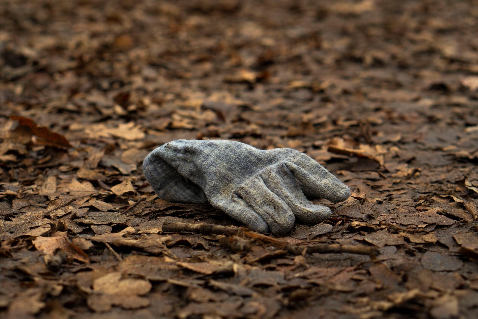 Sony a6500 + E 50mm F1.8 OSS sample photo. Glove, forest floor, leaves photography