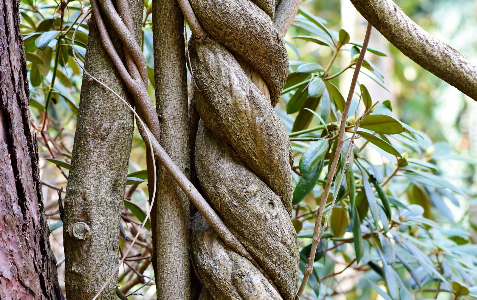 Nikon D7200 sample photo. Tree, log, wood photography