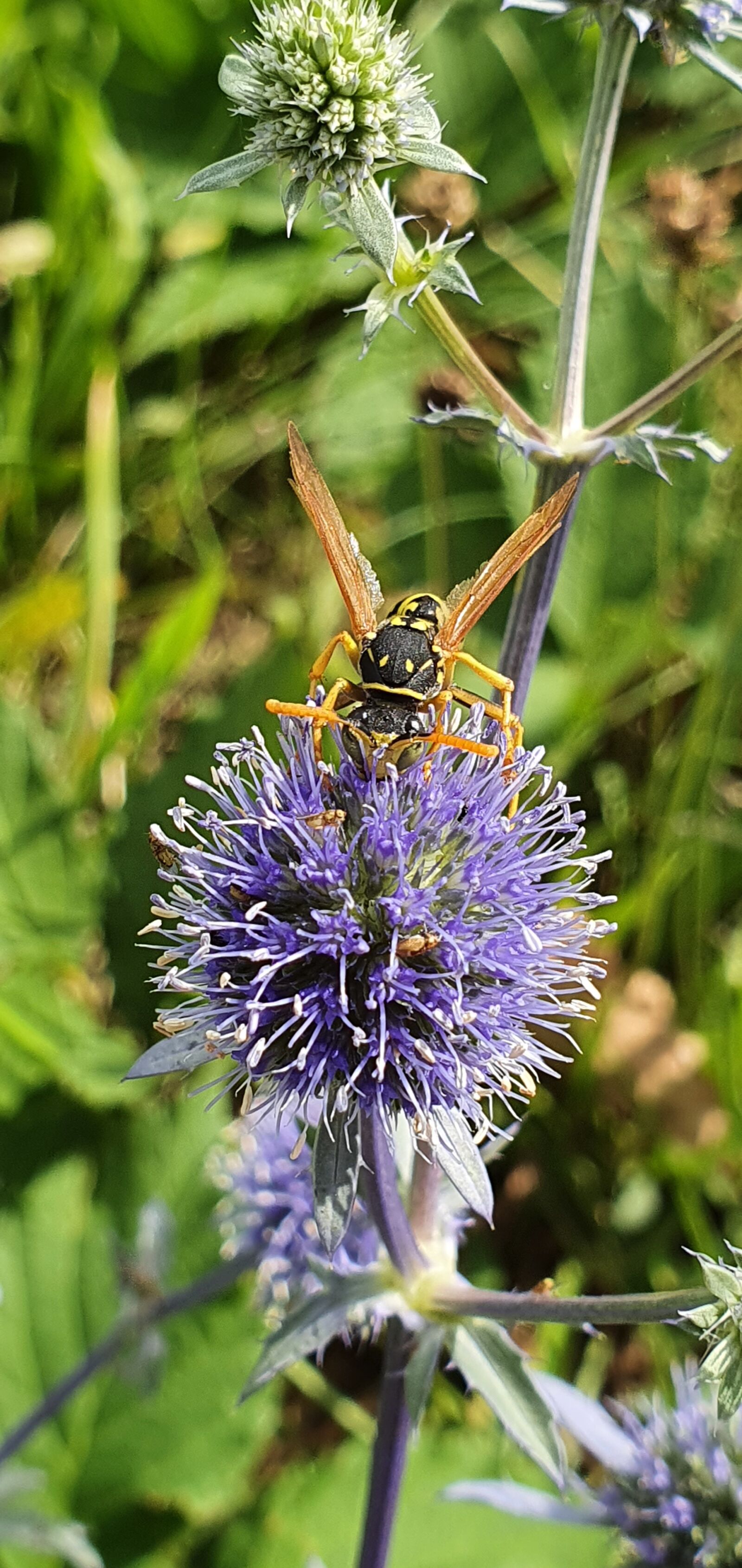 Samsung Galaxy S10+ sample photo. Field wasp, insect, blaudistel photography