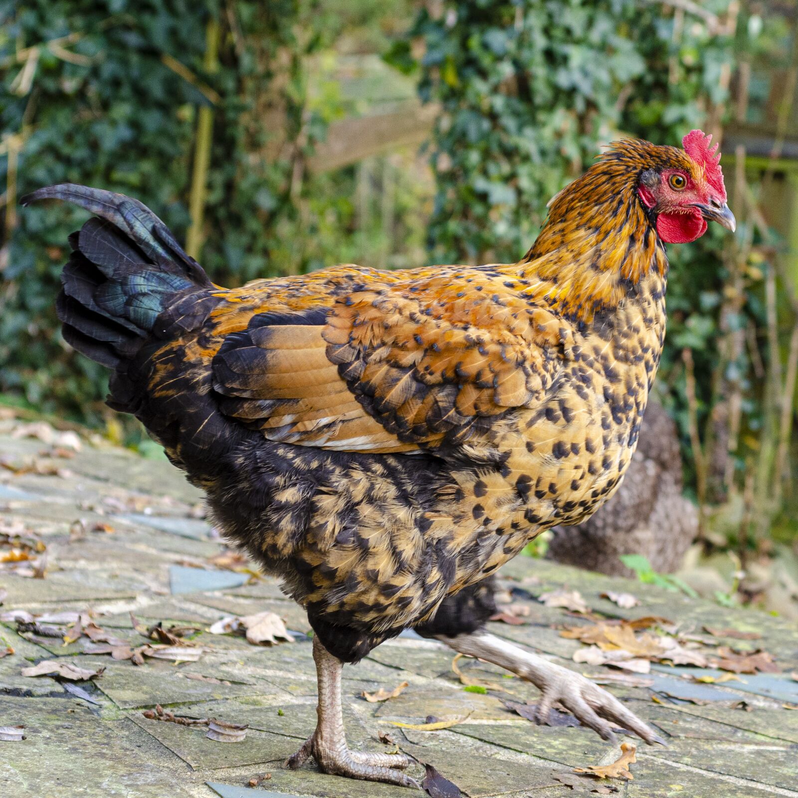 Nikon D7000 sample photo. Hen, poulette, chicken photography