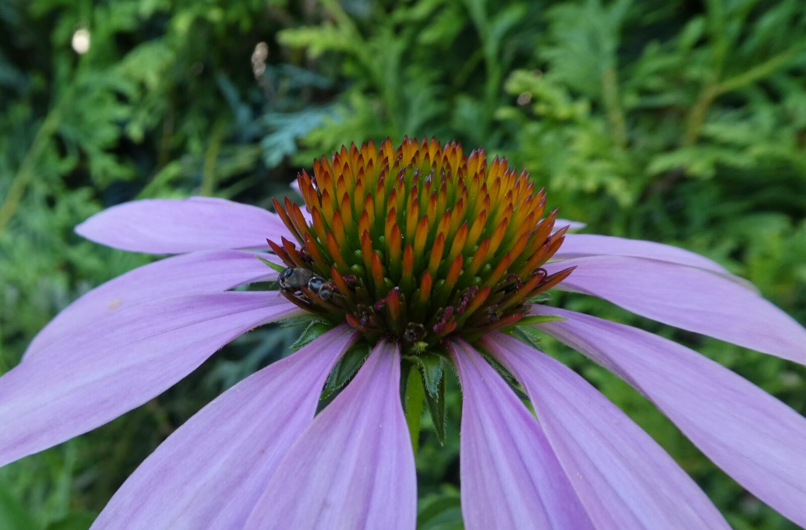Panasonic DMC-TZ81 sample photo. Coneflower, close up, summer photography