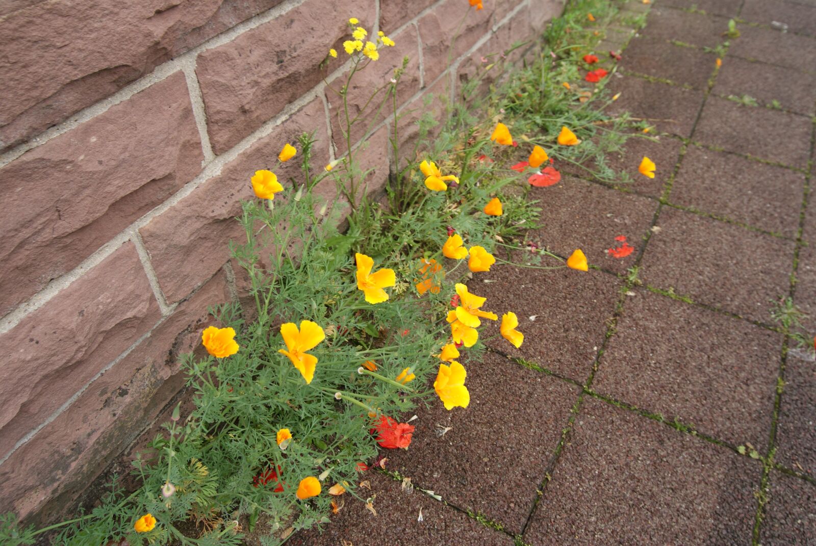 Sony Alpha DSLR-A300 sample photo. Nature, flowers, poppy photography