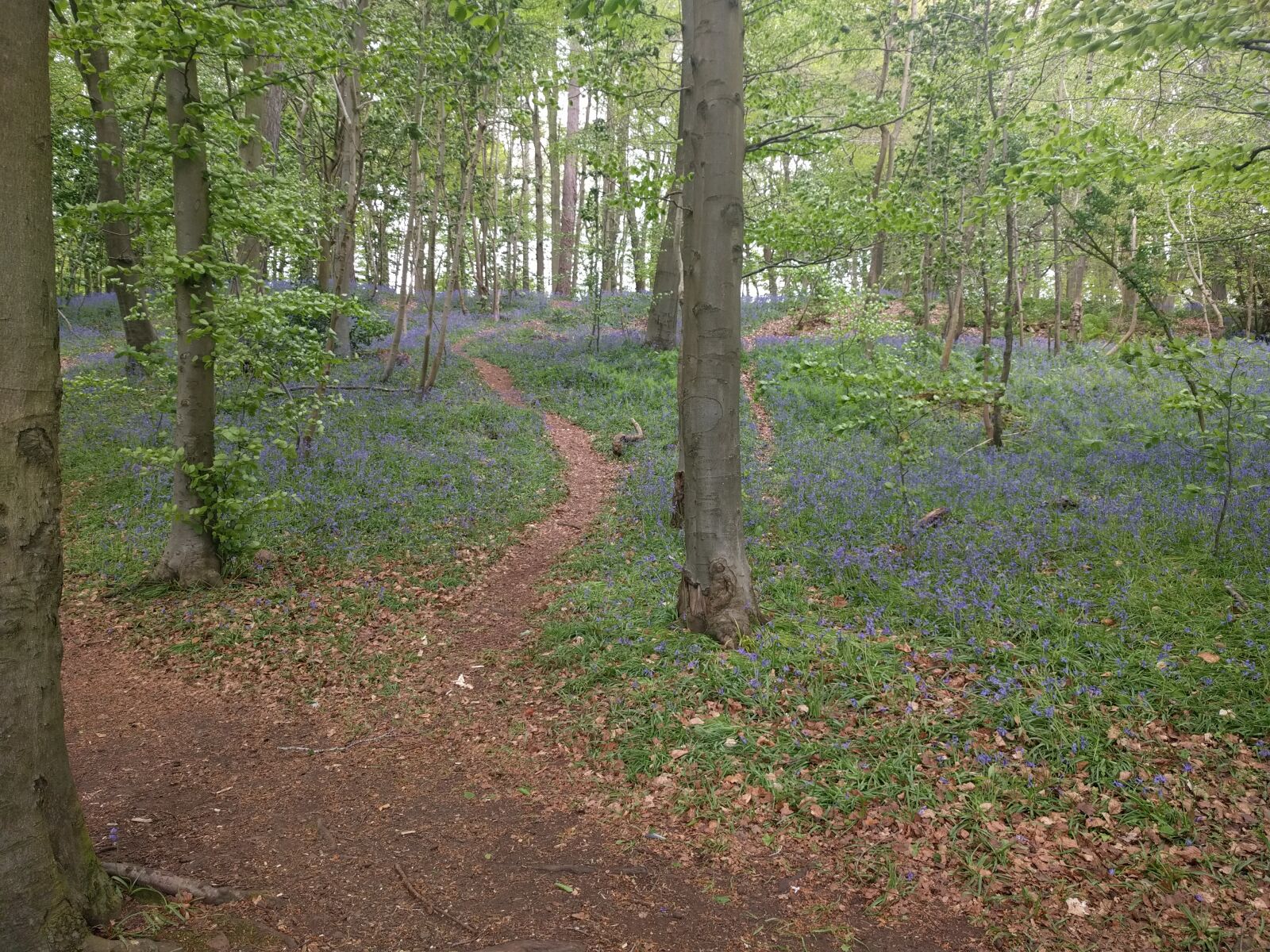 LG Nexus 5X sample photo. Bluebells, woodland photography
