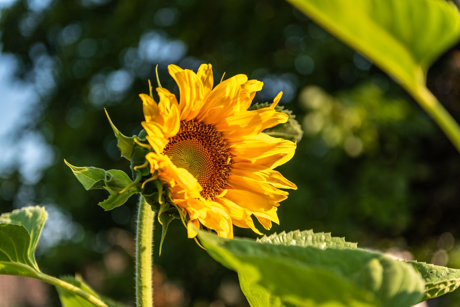 Nikon D750 sample photo. Flower, sunflower, garden photography
