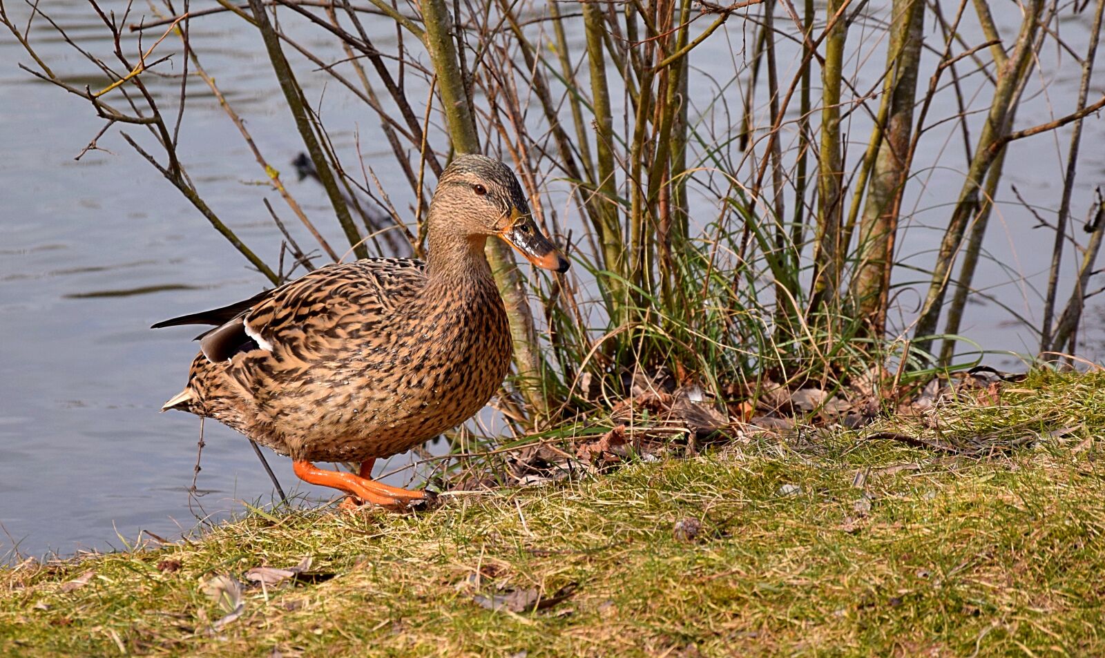 Nikon D3300 sample photo. Drake, duck, plumage photography