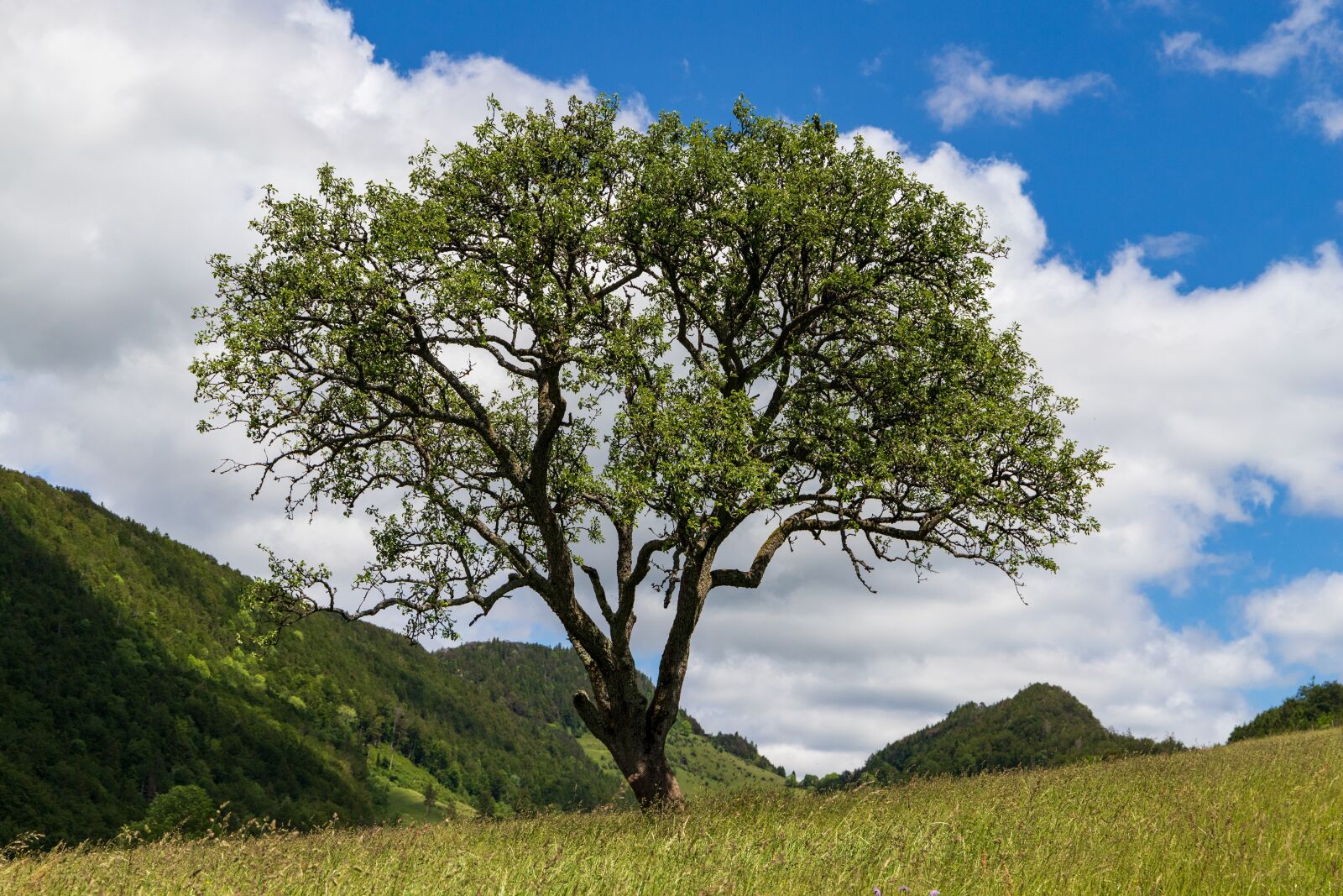 Canon EOS 6D Mark II sample photo. Langenbruck, tree, lonely photography