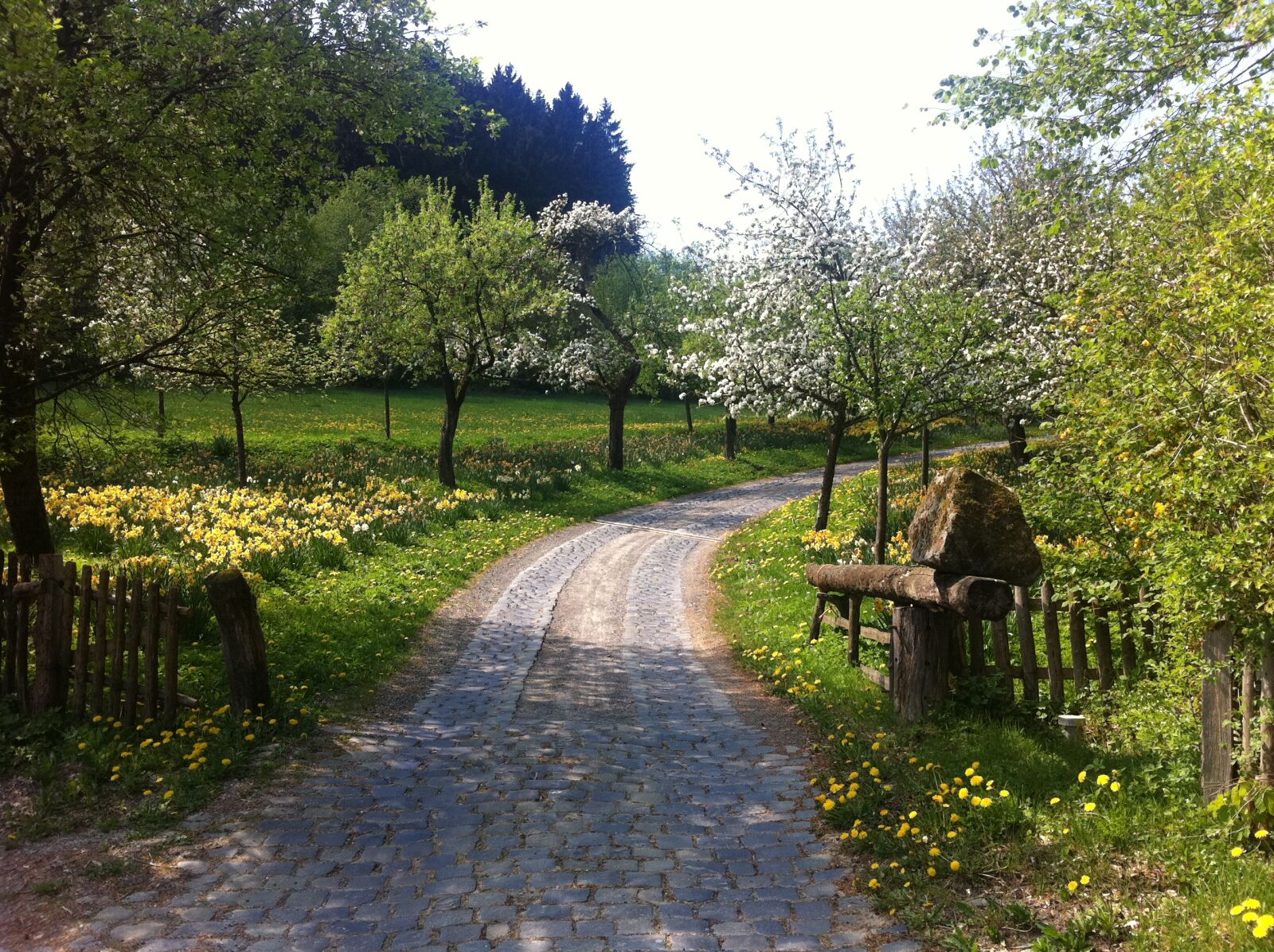 Apple iPhone 4 sample photo. Footpath, path, spring, springtime photography