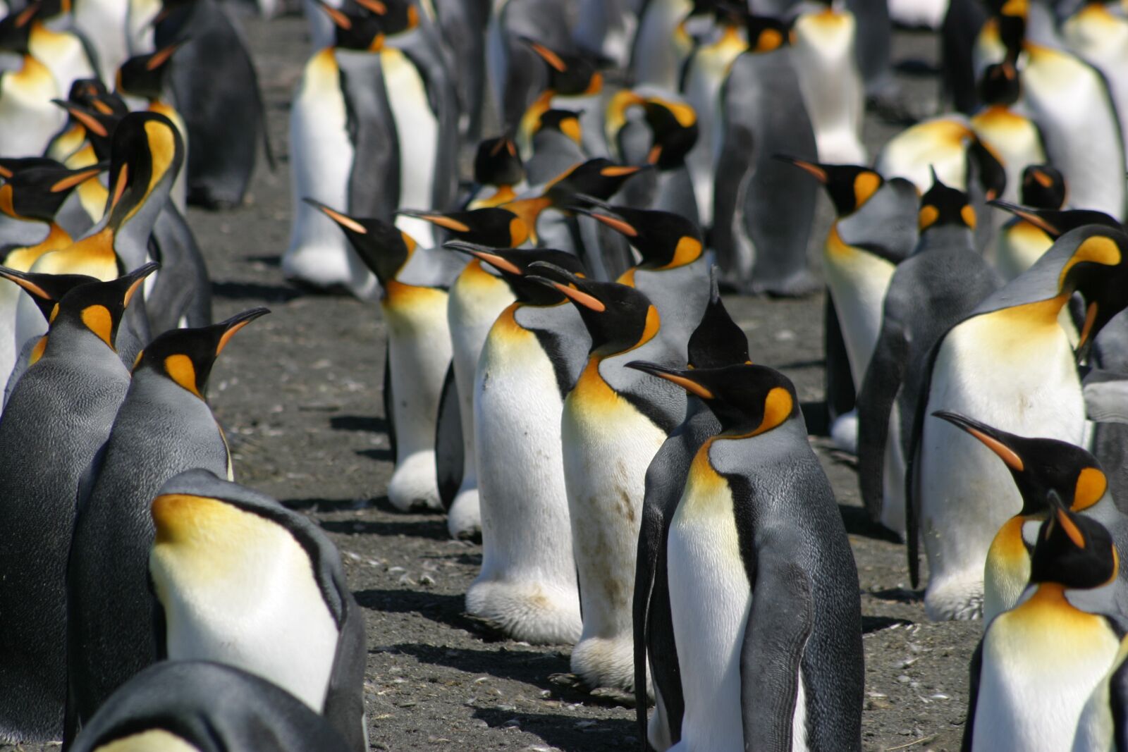 Canon EOS 10D sample photo. King penguins, birds, antarctica photography
