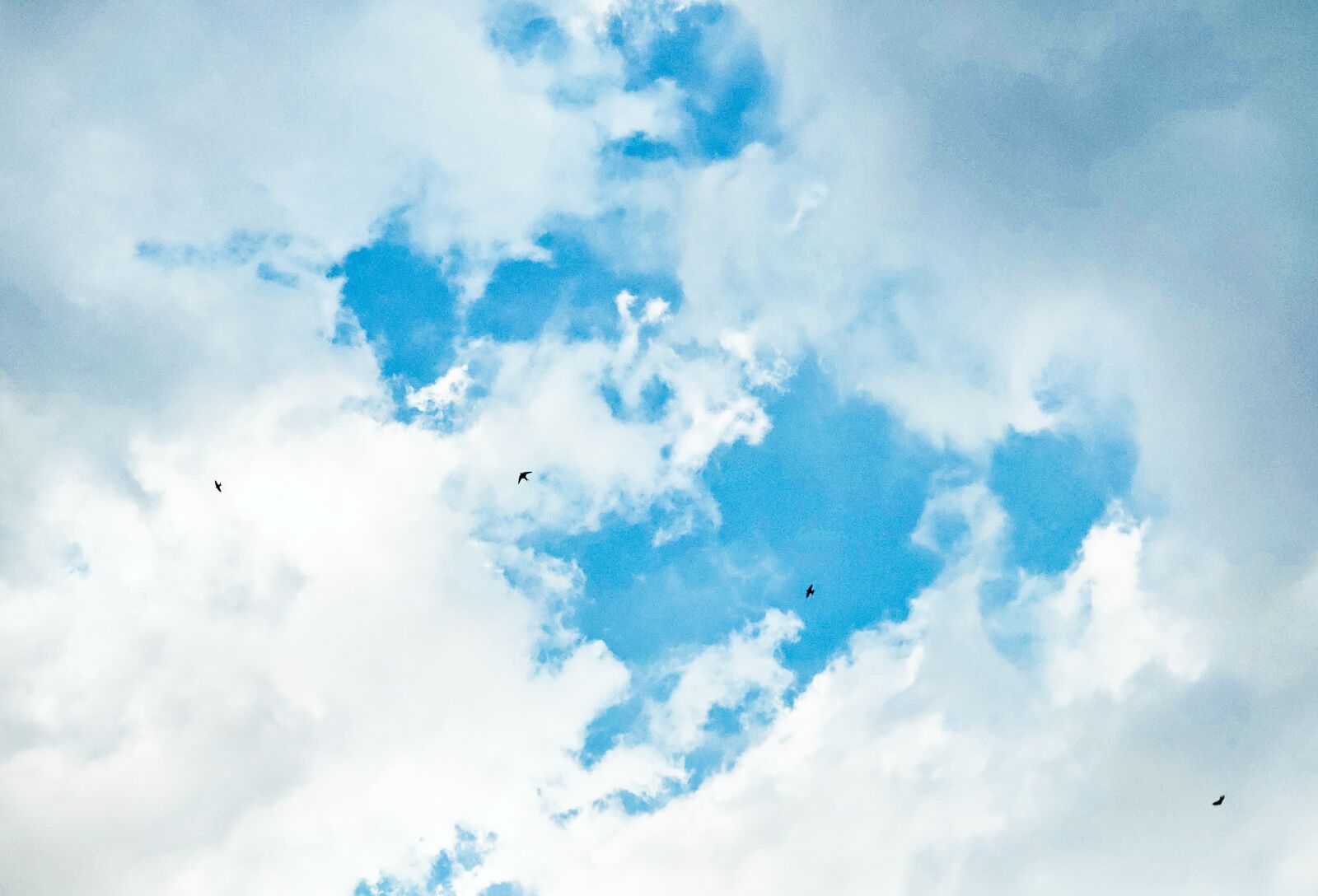 Xiaomi MIX 2S sample photo. Sky, bird, blue sky photography