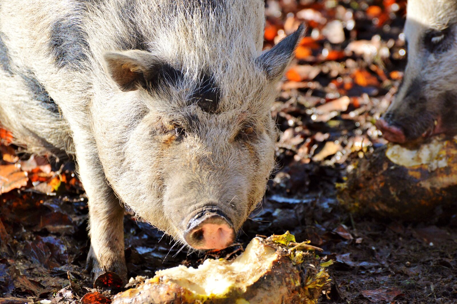 Nikon D3200 sample photo. Pot bellied pig, pig photography