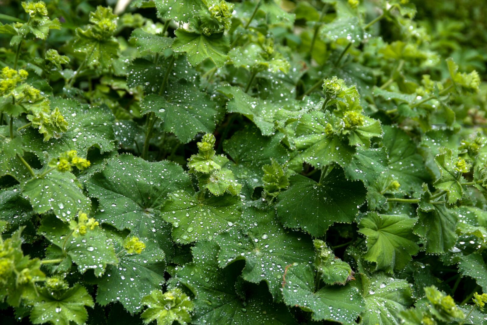 Canon EOS 400D (EOS Digital Rebel XTi / EOS Kiss Digital X) sample photo. Frauenmantel, alchemilla, plant photography