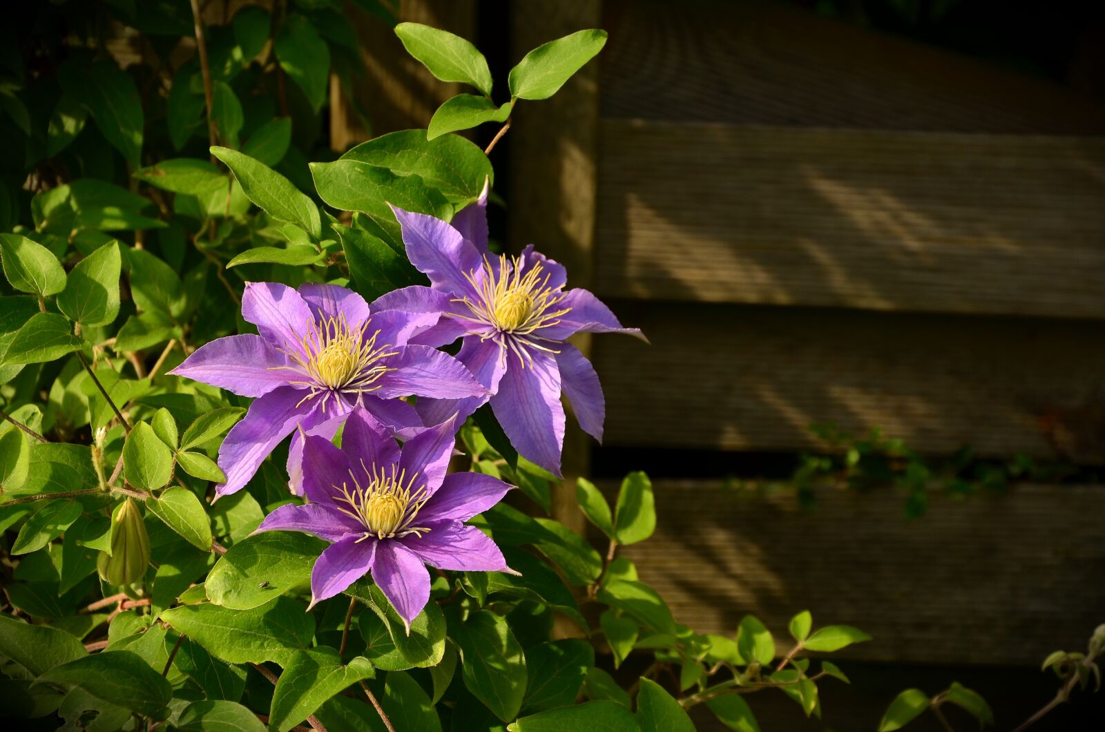 Nikon D5100 sample photo. Clematis, climber plant, hahnenfu photography