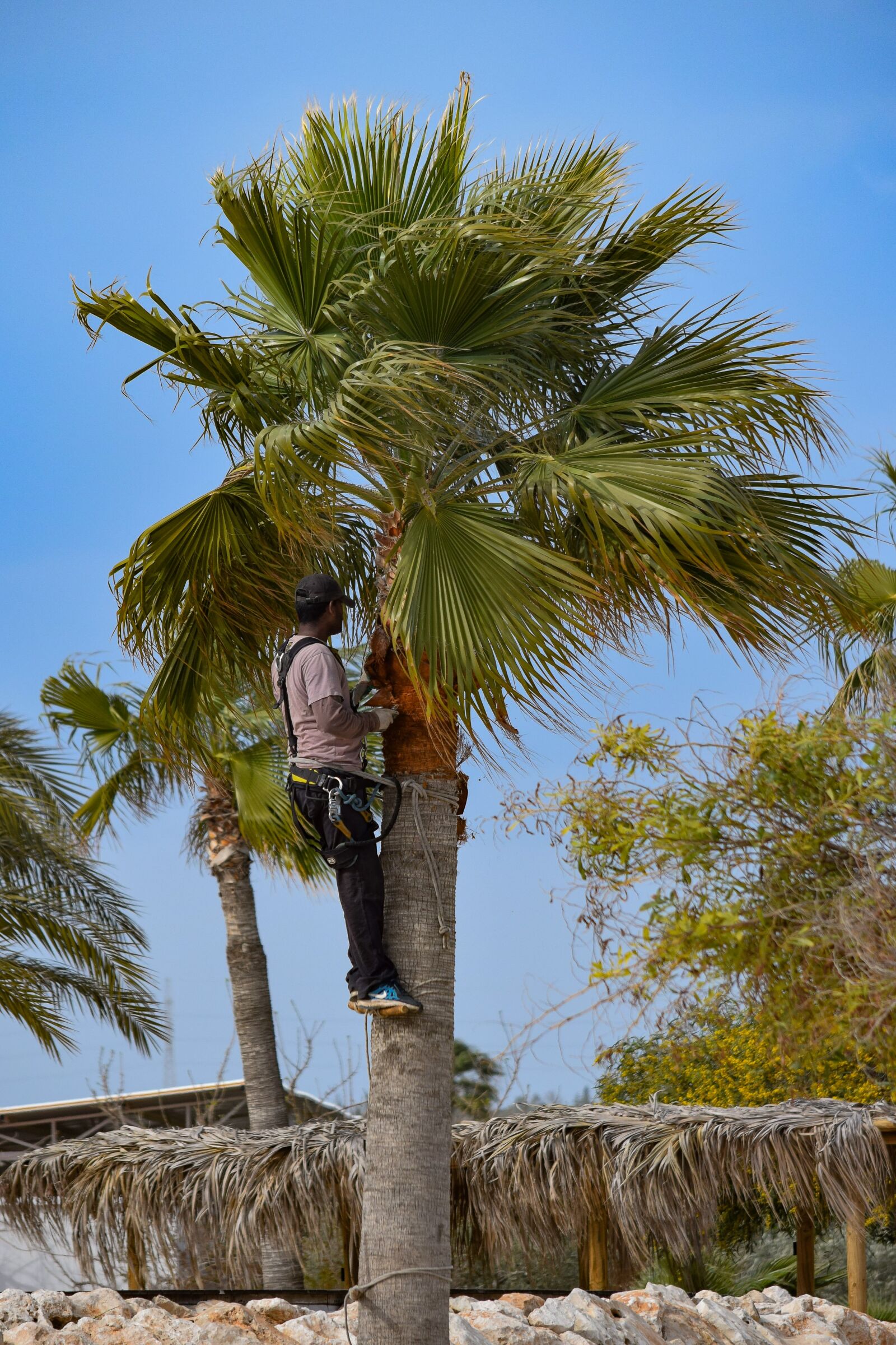 Nikon D3300 sample photo. Pruning, prune, palm tree photography