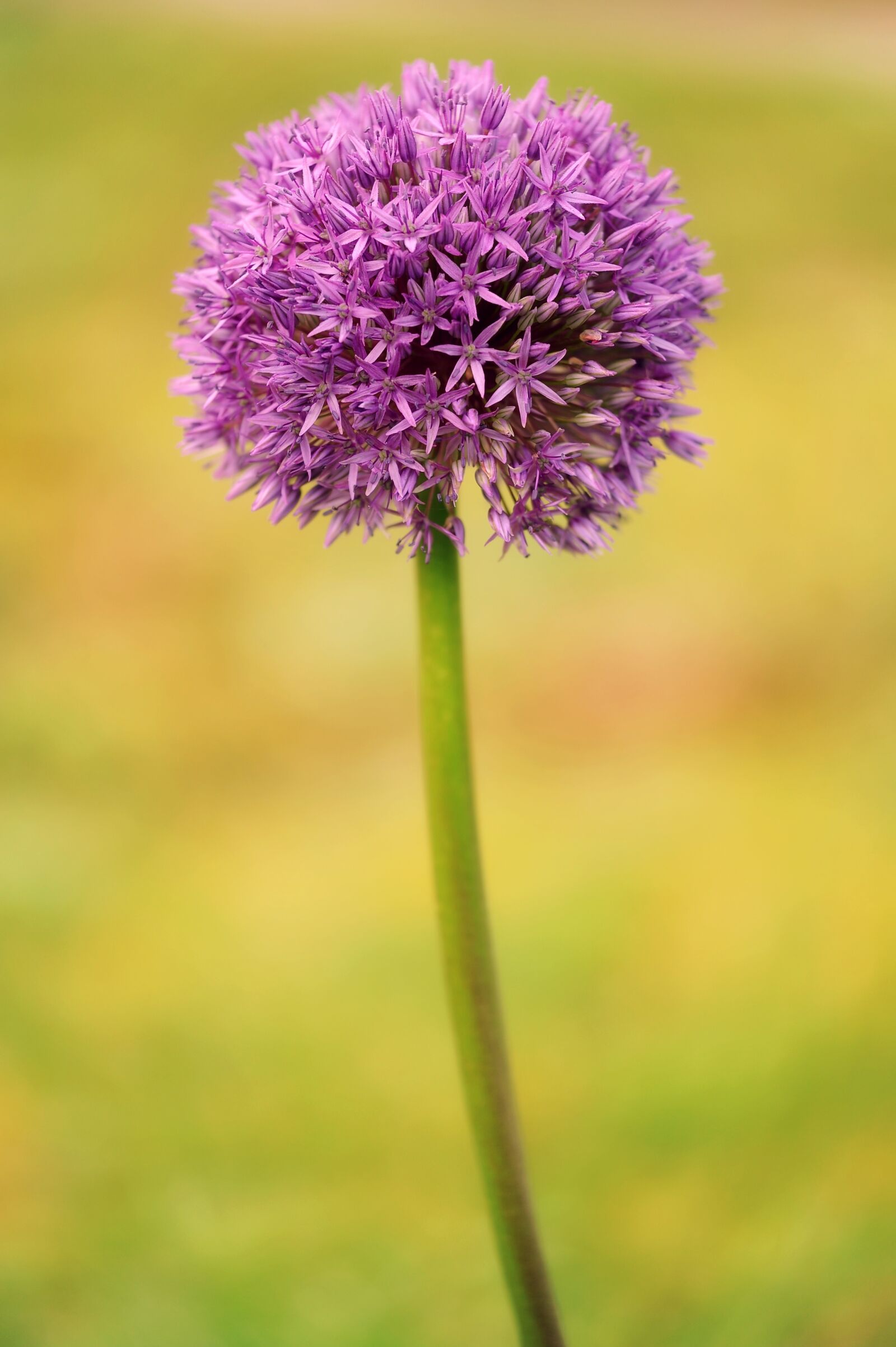 Nikon D3S sample photo. Allium, ornamental onion, blossom photography
