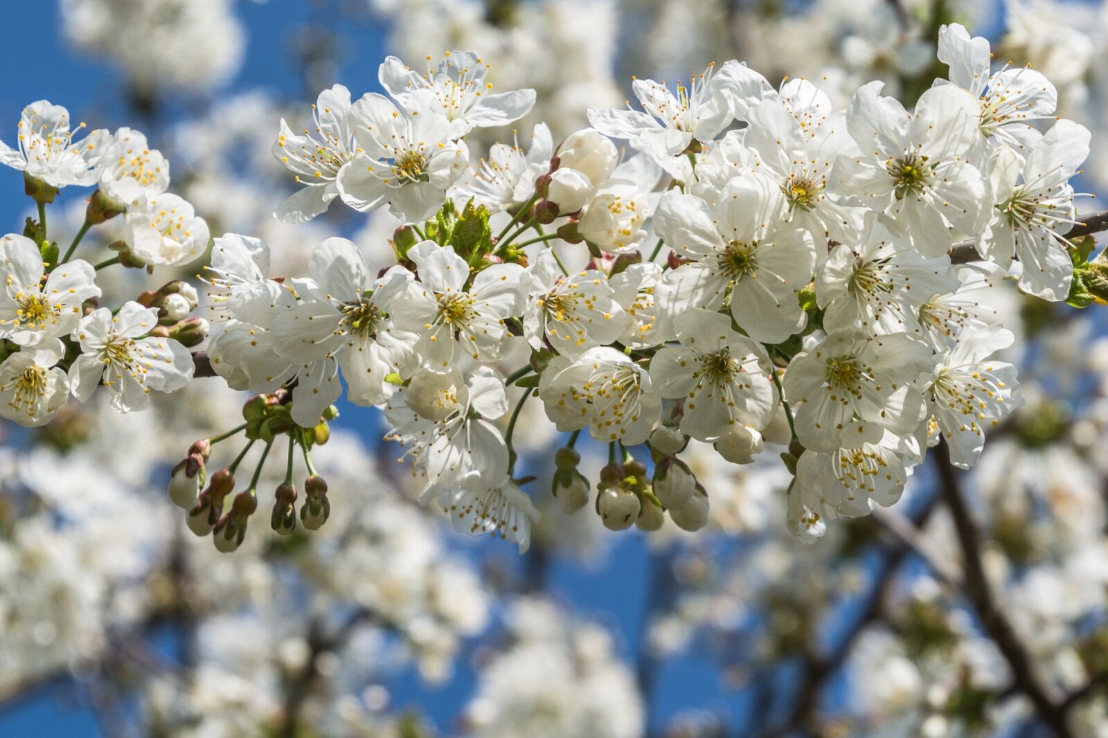 Nikon D7100 sample photo. Cherry blossoms, white, white photography