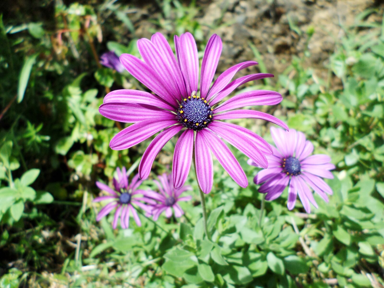 Samsung DV150F/DV151F/DV155F sample photo. Color, garden, leaves photography
