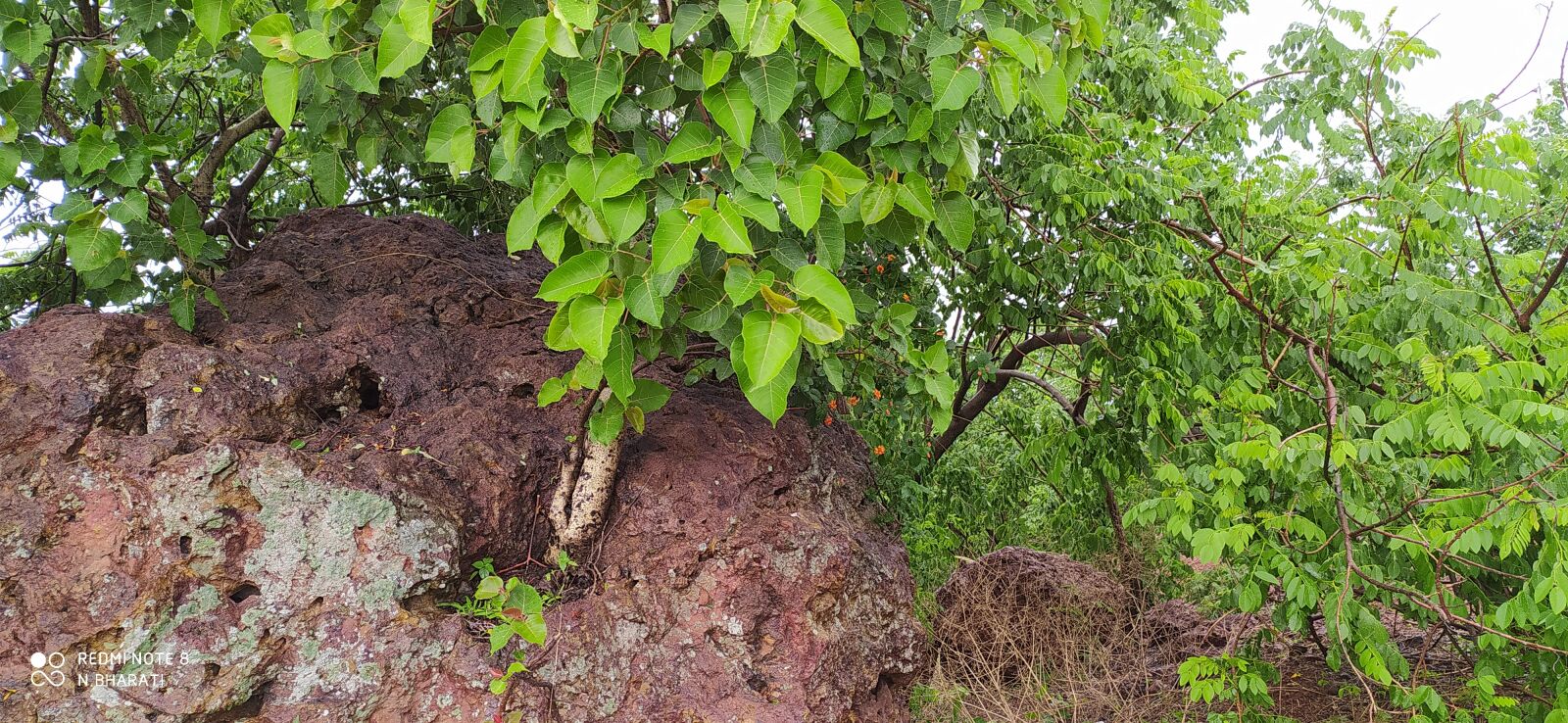 Xiaomi Redmi Note 8 sample photo. Treeinstone, naren, lovely world photography