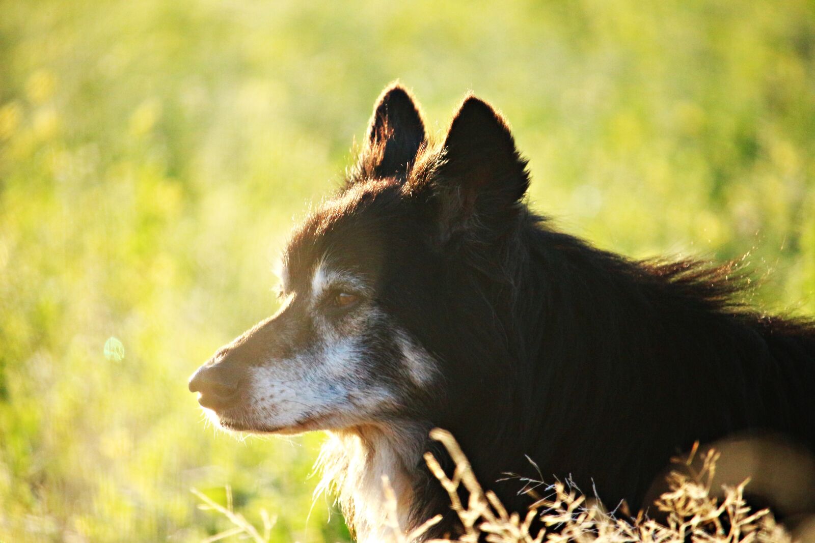 Canon EOS 100D (EOS Rebel SL1 / EOS Kiss X7) sample photo. Dog, border, morning light photography